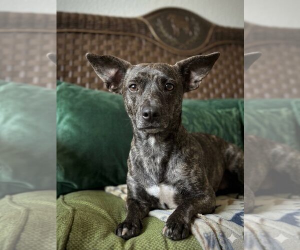 Medium Photo #2 Chiweenie Puppy For Sale in Eastman, GA, USA