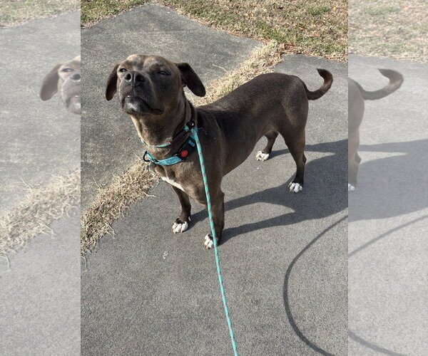 Medium Photo #4 American Pit Bull Terrier-Labrador Retriever Mix Puppy For Sale in Holly Springs, NC, USA