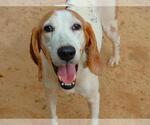 MURIEL - Female Treeing Walker Coonhound Dog for Adoption - Small photo