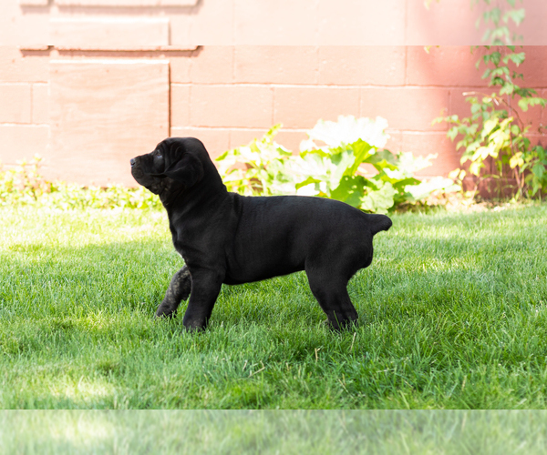 Medium Photo #5 Cane Corso Puppy For Sale in WAKARUSA, IN, USA