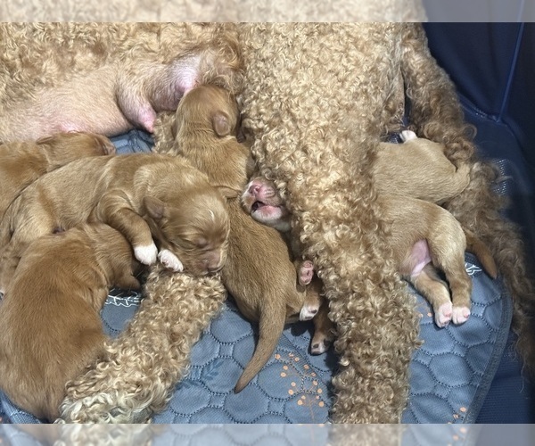 Medium Photo #16 Goldendoodle Puppy For Sale in ORANGEVALE, CA, USA