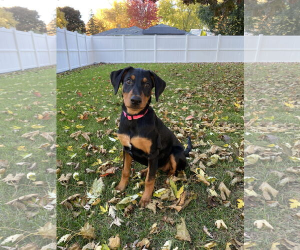 Medium Photo #2 Doberman Pinscher Puppy For Sale in Minneaoplis, MN, USA