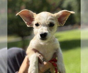 Chihuahua Dogs for adoption in Yardley, PA, USA