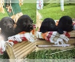 Small Labrador Retriever