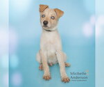 MOE - Male German Shepherd Dog-Unknown Mix Dog for Adoption - Small photo