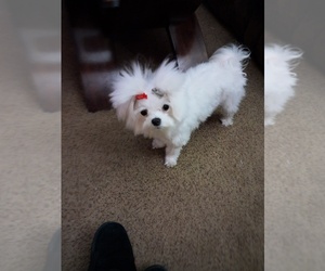 Maltese Puppy for sale in OMAHA, NE, USA