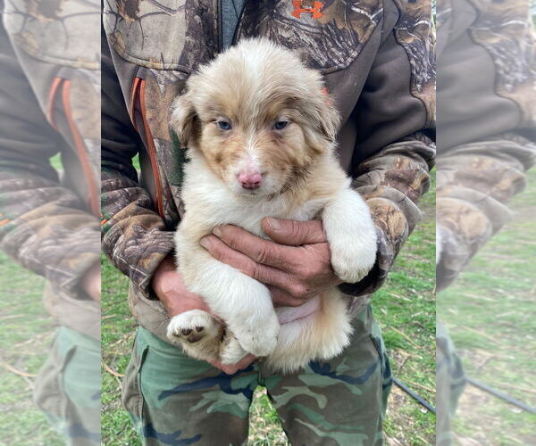Medium Photo #1 Australian Shepherd Puppy For Sale in TEMPERANCE, MI, USA