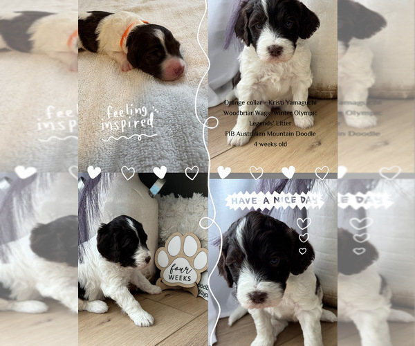 Medium Photo #7 Aussiedoodle Miniature -Bernedoodle (Miniature) Mix Puppy For Sale in GREENVILLE, OH, USA