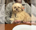 Small #1 Shih Tzu