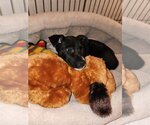 Small Photo #5 German Shepherd Dog-Whippet Mix Puppy For Sale in Valrico, FL, USA