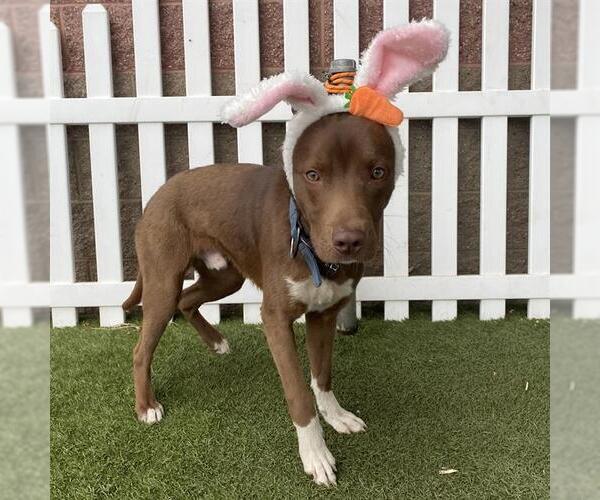 Medium Photo #1 Bearded Collie-Unknown Mix Puppy For Sale in Modesto, CA, USA