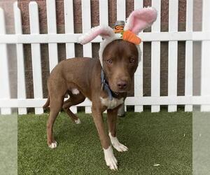 Bearded Collie-Unknown Mix Dogs for adoption in Modesto, CA, USA