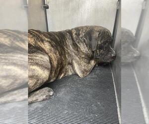 American Staffordshire Terrier-Unknown Mix Dogs for adoption in San Antonio, TX, USA
