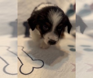 Australian Shepherd Puppy for sale in WEBSTER, FL, USA