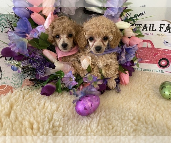 Medium Photo #5 Poodle (Toy) Puppy For Sale in WINSTON SALEM, NC, USA