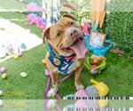 Small #1 American Pit Bull Terrier