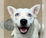 Small #5 Feist Terrier-white german shepherd Mix