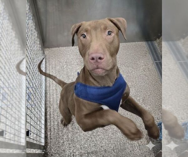 Medium Photo #1 Mutt Puppy For Sale in Martinsburg, WV, USA