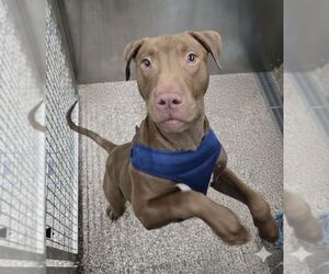 Mutt Dogs for adoption in Martinsburg, WV, USA