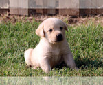 Small Photo #14 Labrador Retriever Puppy For Sale in ALL HEALING SPRINGS, NC, USA