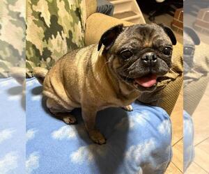 4015 - 2026 Frankie (ADOPTION PENDING) - Female Pug Dog for Adoption - Photo #2