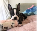 Small Photo #15 Boston Terrier Puppy For Sale in SYLMAR, CA, USA