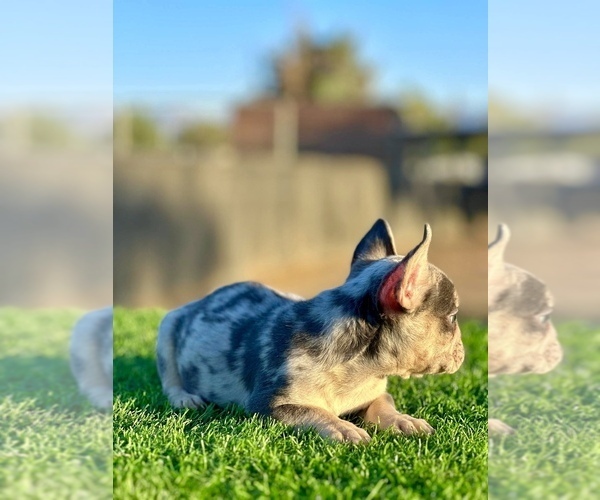 Medium Photo #2 French Bulldog Puppy For Sale in OCEAN ISLE BEACH, NC, USA