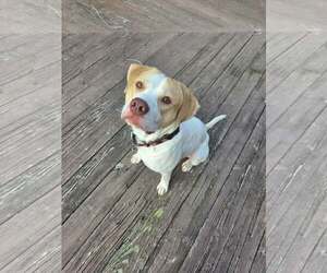 American Pit Bull Terrier-Unknown Mix Dogs for adoption in Shillington, PA, USA