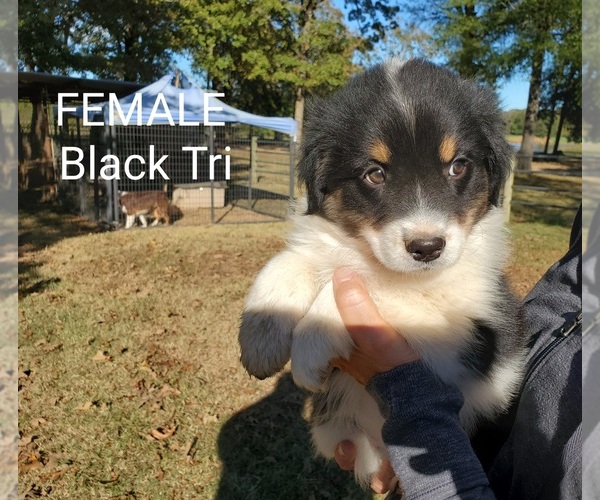 Medium Photo #2 Australian Shepherd Puppy For Sale in CLARKSVILLE, TX, USA