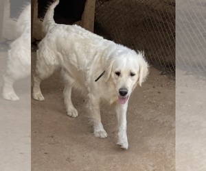 Mother of the English Cream Golden Retriever-Golden Labrador Mix puppies born on 07/08/2026