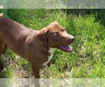Small #4 Labrador Retriever-Redbone Coonhound Mix