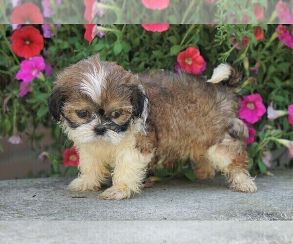 Medium Photo #2 Shih Tzu Puppy For Sale in FREDERICKSBG, OH, USA