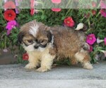 Small Photo #2 Shih Tzu Puppy For Sale in FREDERICKSBG, OH, USA