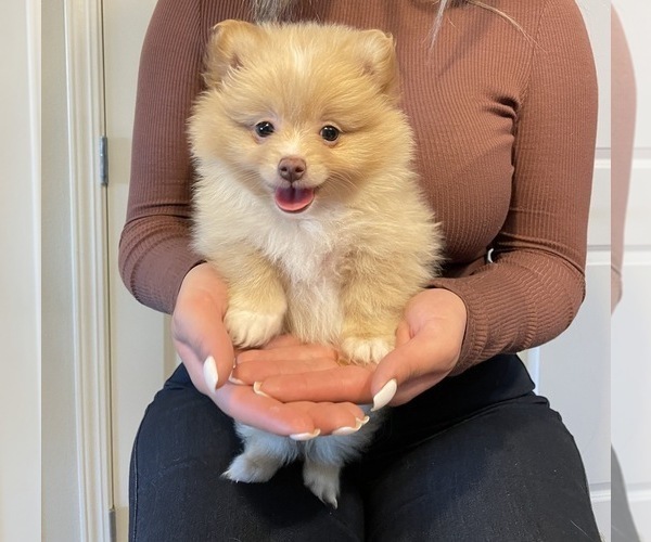 Medium Photo #1 Pomeranian Puppy For Sale in FAIRFIELD, CA, USA