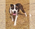 Small #1 Bulldog Mix