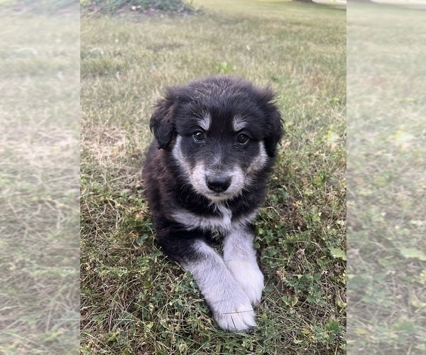 Medium Photo #1 Goldendoodle-Siberian Husky Mix Puppy For Sale in HAMILTON, OH, USA