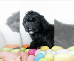 Small Photo #2 Saint Berdoodle Puppy For Sale in EAST LIVERPOOL, OH, USA