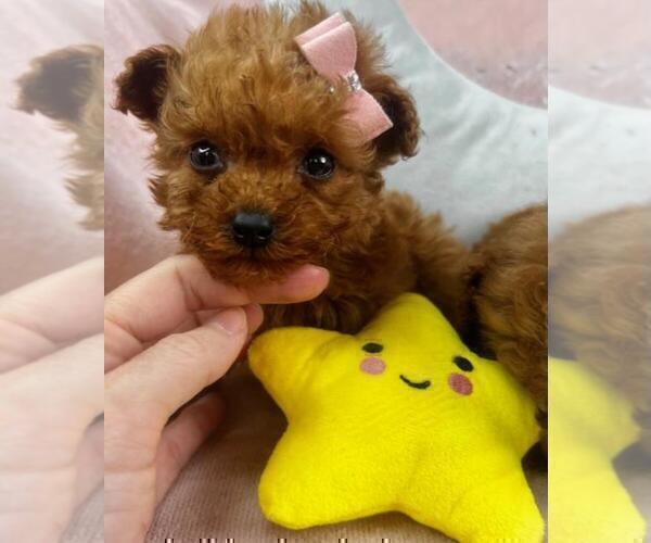 Medium Photo #14 Poodle (Toy) Puppy For Sale in DELRAY BEACH, FL, USA