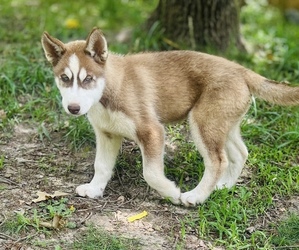 Medium Siberian Husky