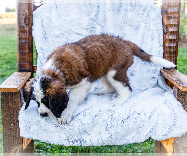 Medium Photo #8 Saint Bernard Puppy For Sale in WAKARUSA, IN, USA