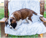 Small #7 Saint Bernard