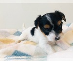 Puppy Puppy 1 Yorkshire Terrier