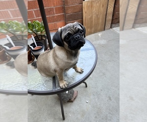Pug Puppy for sale in BROOKHURST CENTER, CA, USA