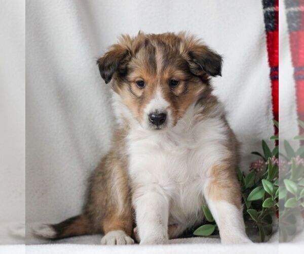 Medium Photo #1 Shetland Sheepdog Puppy For Sale in MANHEIM, PA, USA