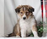 Small Photo #1 Shetland Sheepdog Puppy For Sale in MANHEIM, PA, USA
