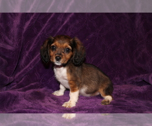 Dachshund Puppy for sale in BLOOMINGTON, IN, USA