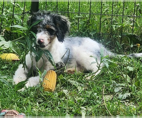 Medium Photo #1 Bernedoodle (Miniature) Puppy For Sale in MARION CENTER, PA, USA