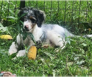 Bernedoodle (Miniature) Puppy for Sale in MARION CENTER, Pennsylvania USA