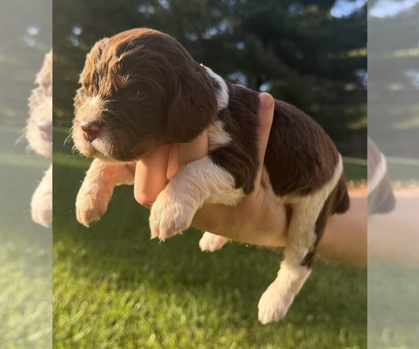 Medium Photo #1 English Springer Spaniel Puppy For Sale in SPOTSYLVANIA, VA, USA
