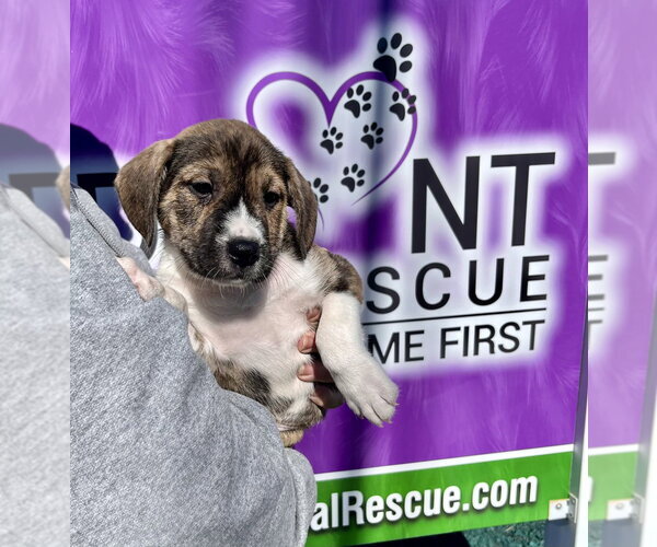 Medium Photo #2 Boxer-Unknown Mix Puppy For Sale in Mooresville, NC, USA